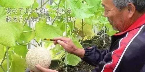 各种娱乐吃瓜图,揭秘明星们的幕后吃瓜大作战