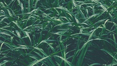 青青青草国产免费,国产影视的清新之作 第2张 青青青草国产免费,国产影视的清新之作 第2张