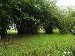 青青青草国产免费,国产影视的清新之作 第3张 青青青草国产免费,国产影视的清新之作 第3张